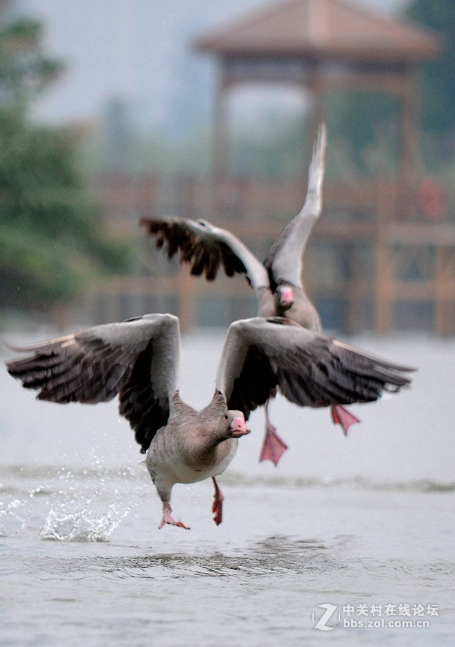 一群大雁-中关村在线摄影论坛