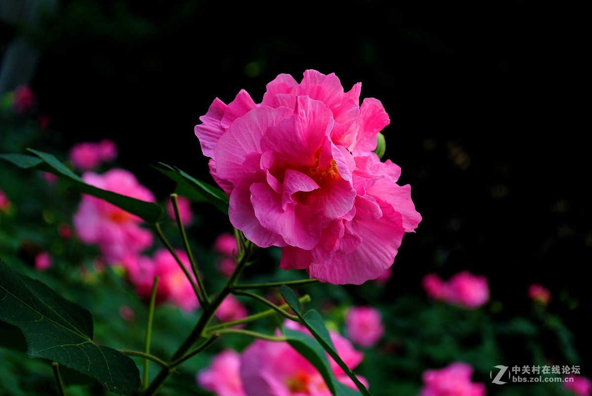 南国芙蓉花