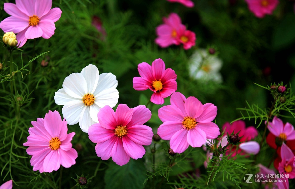 美丽格桑花