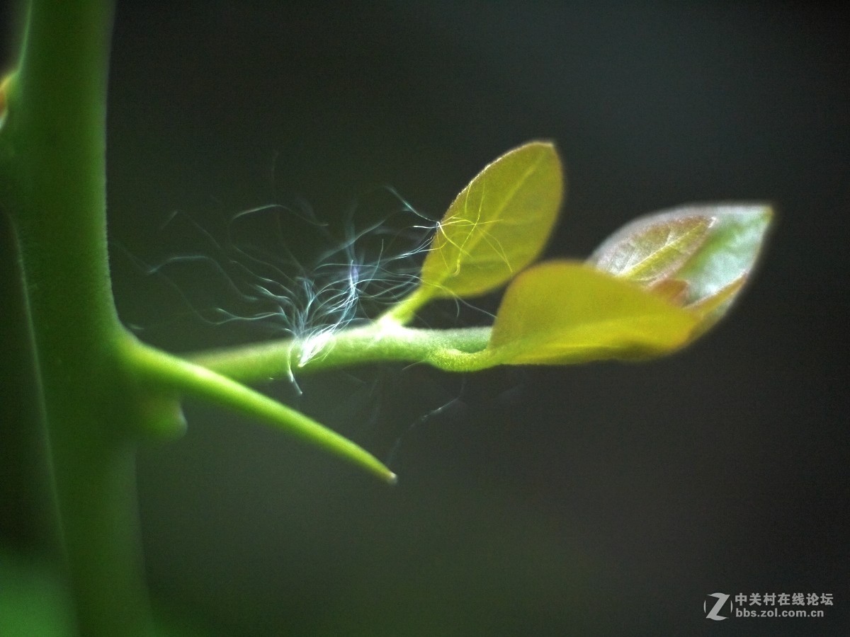 130元的CCTV1.7mm电影头配GF1的试机效果