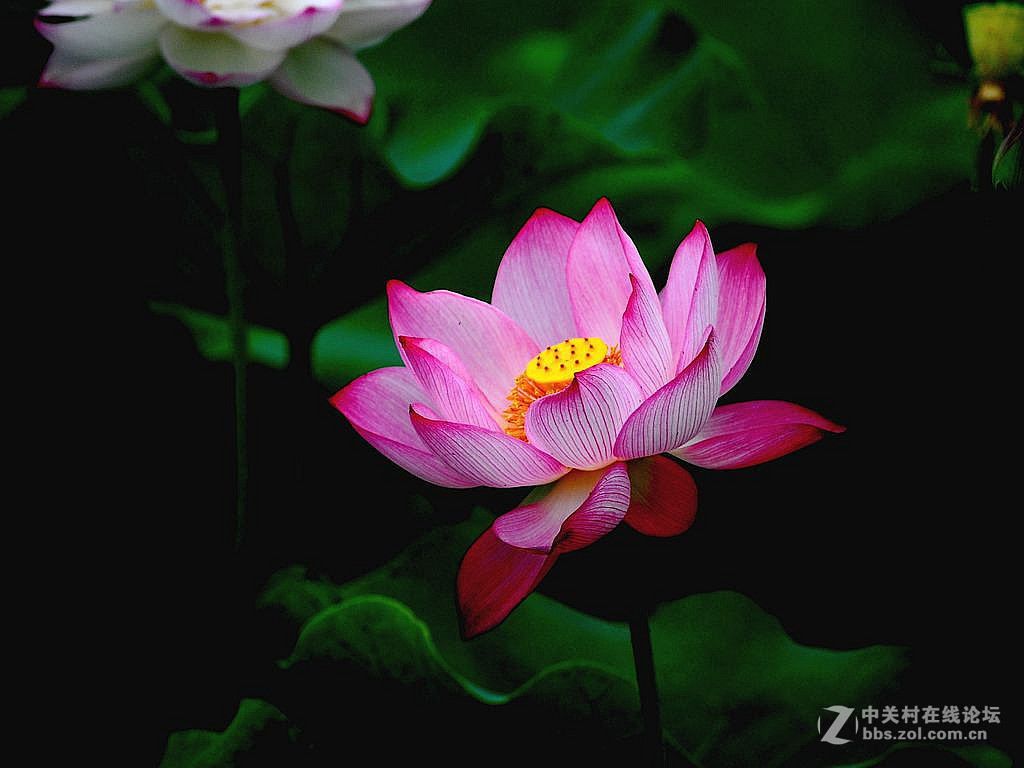 荷花