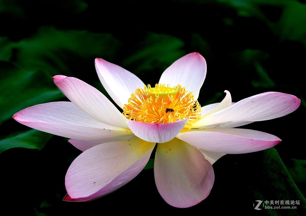 荷花----拍摄于衡水湖