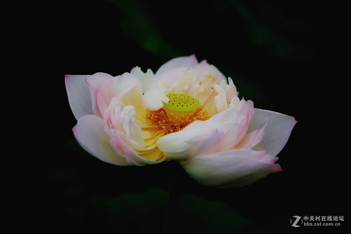 荷花----拍摄于衡水湖