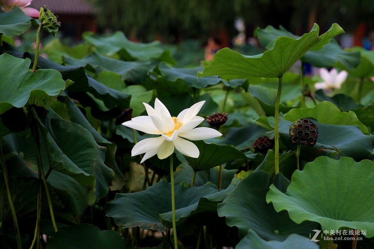 荷花----拍摄于衡水湖