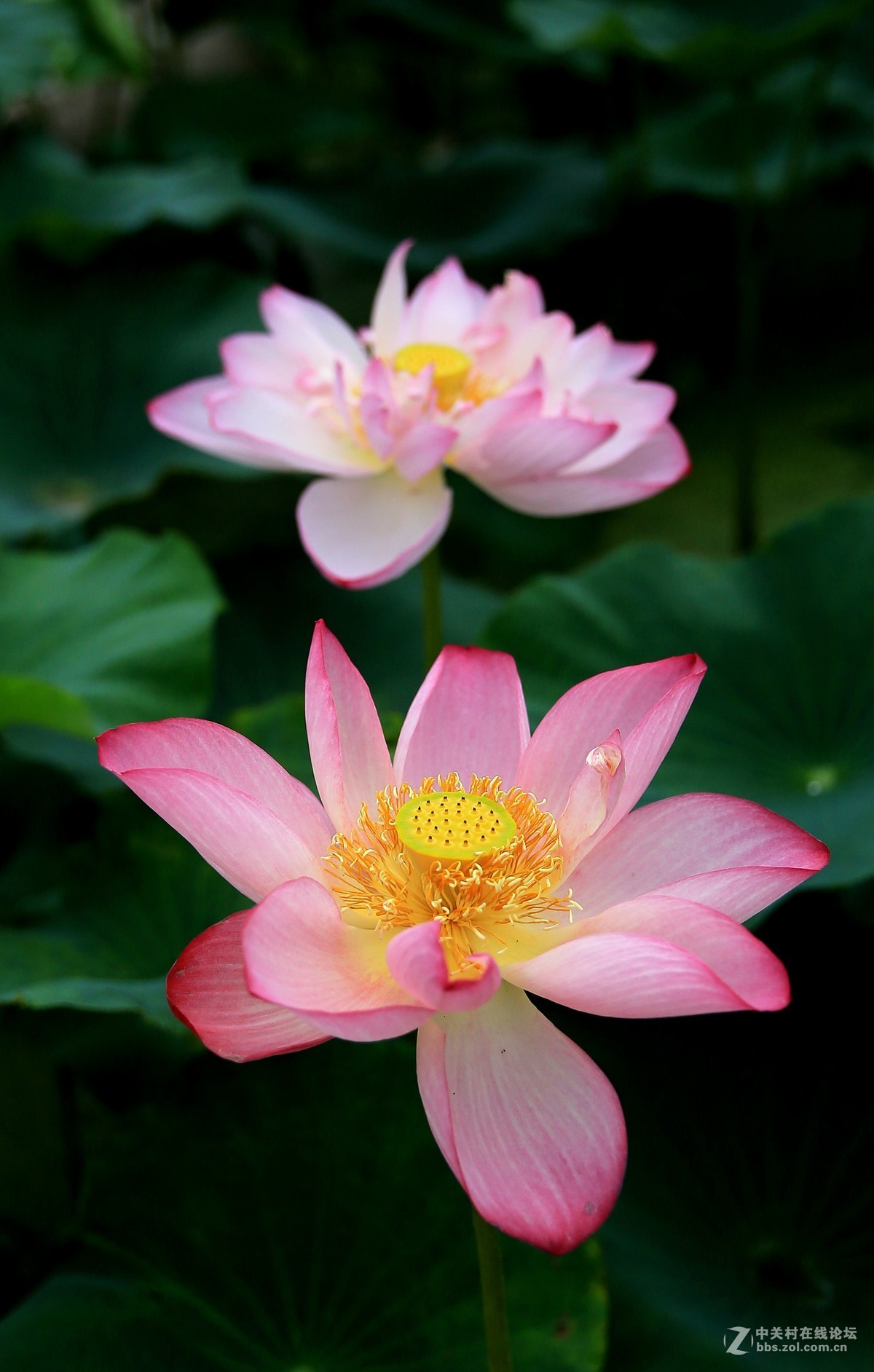 荷花----拍摄于衡水湖