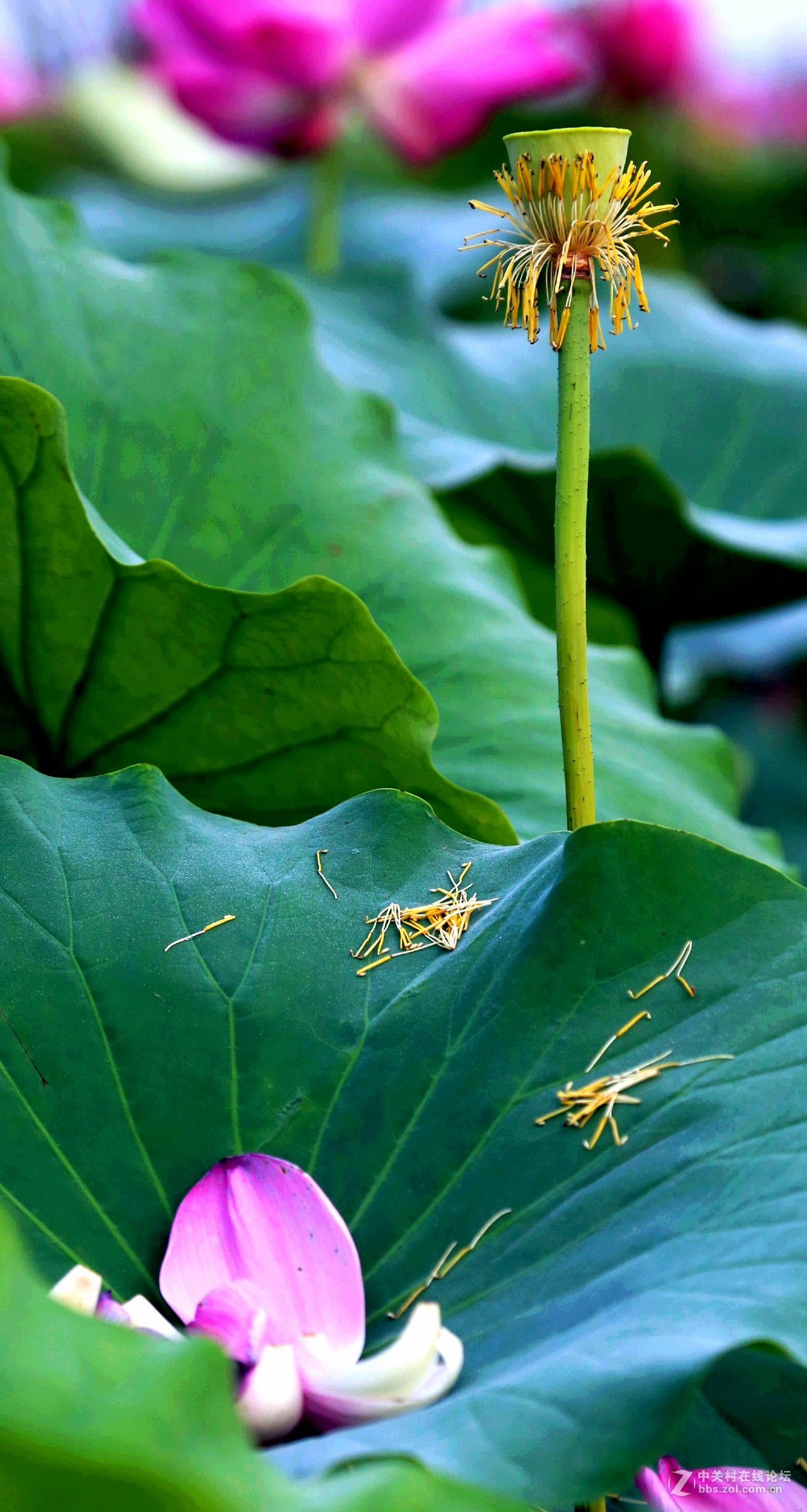 荷花----拍摄于衡水湖