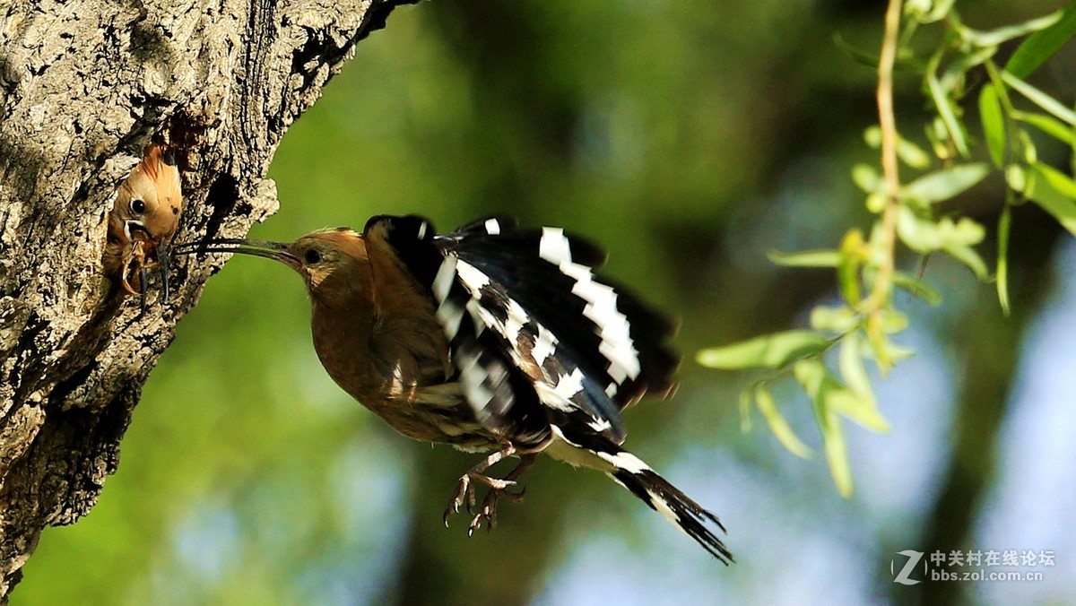 五月戴胜育雏忙