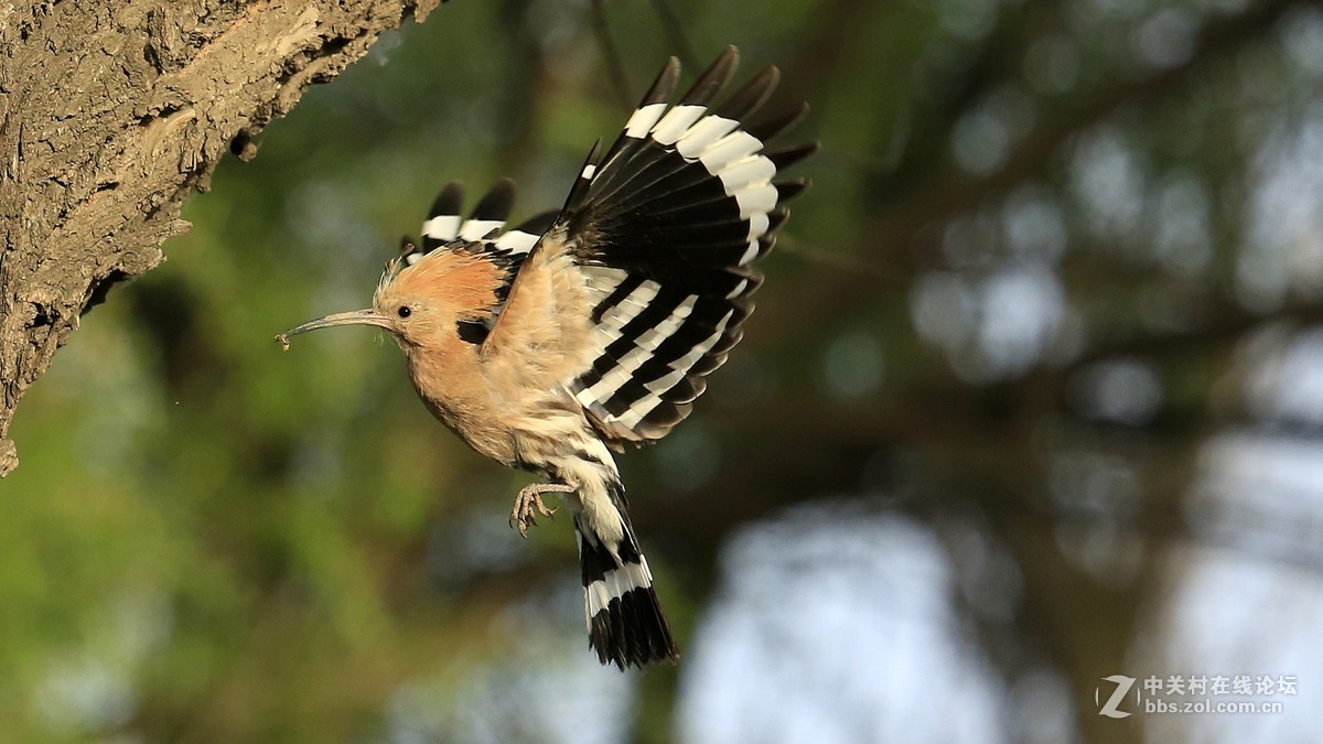 五月戴胜育雏忙
