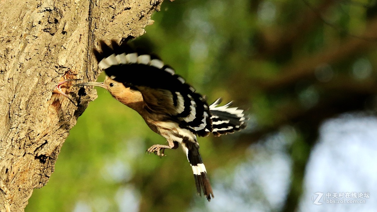 五月戴胜育雏忙