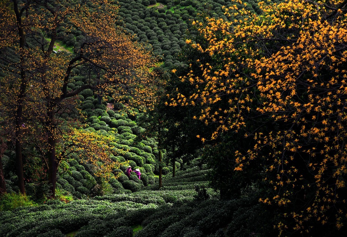 转载：尼康之眼