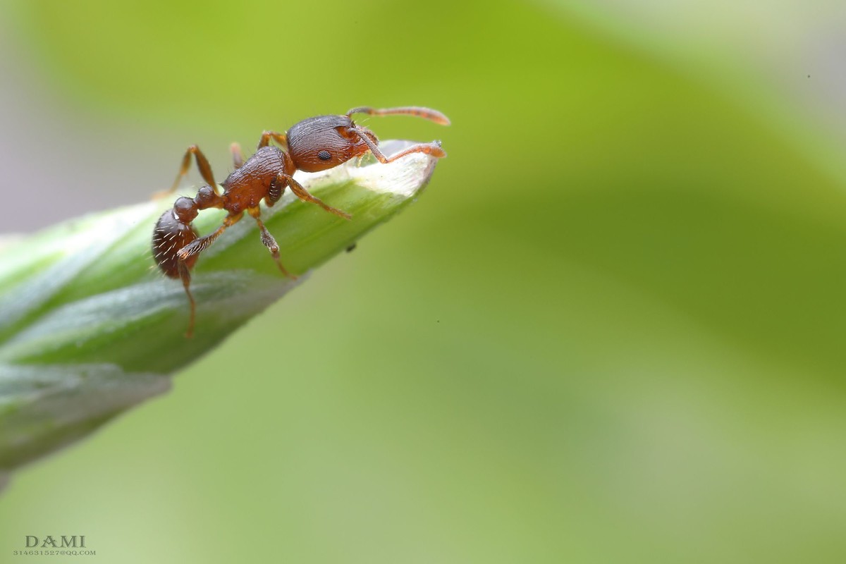 微距下的小蚂蚁