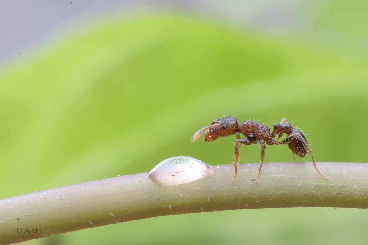 微距下的小蚂蚁