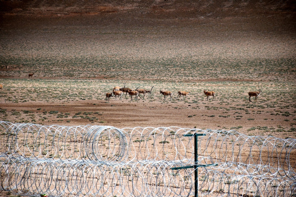 2018夏 川新藏（175）阿克赛钦藏羚羊