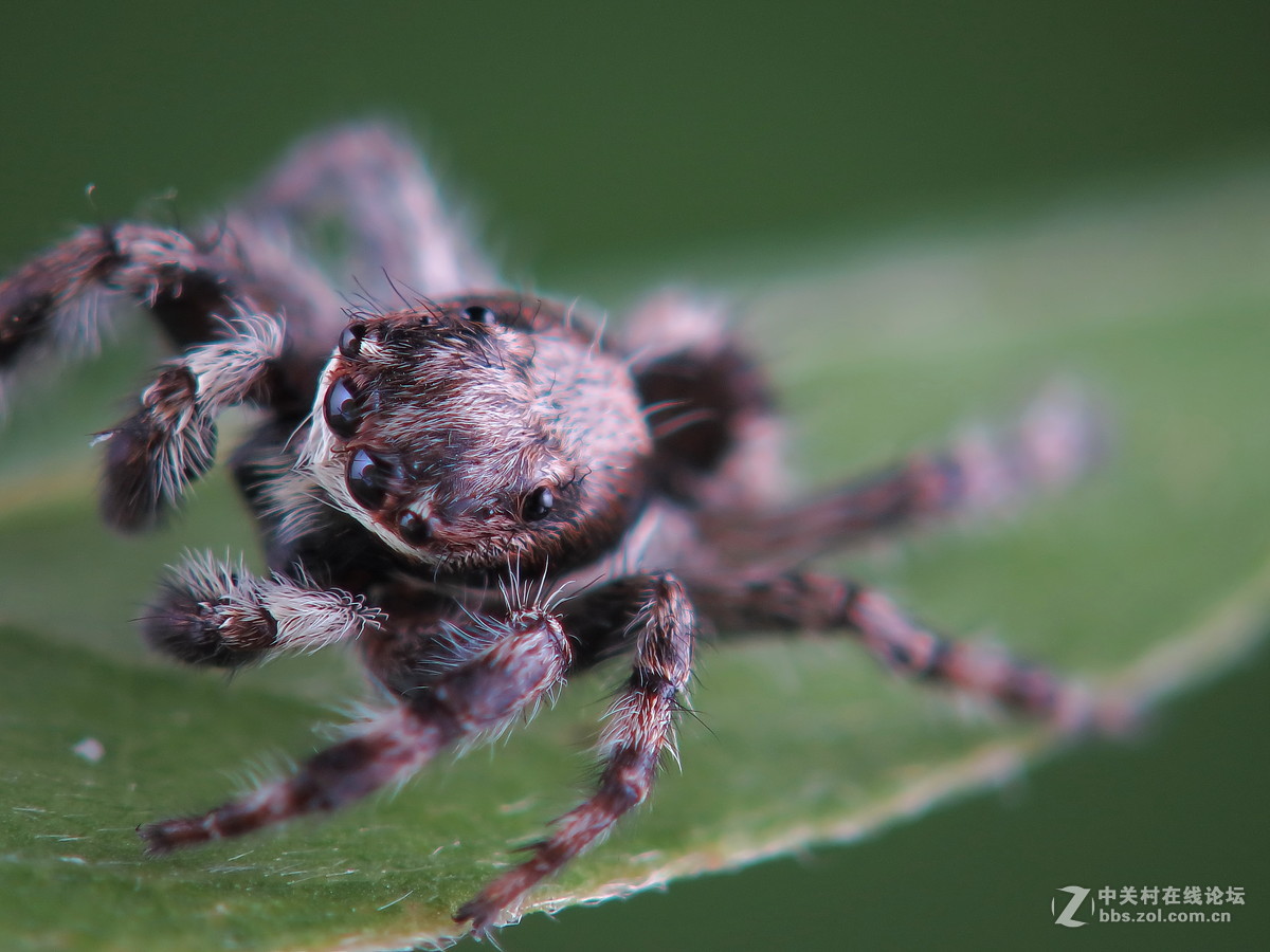 通体长毛的跳蛛