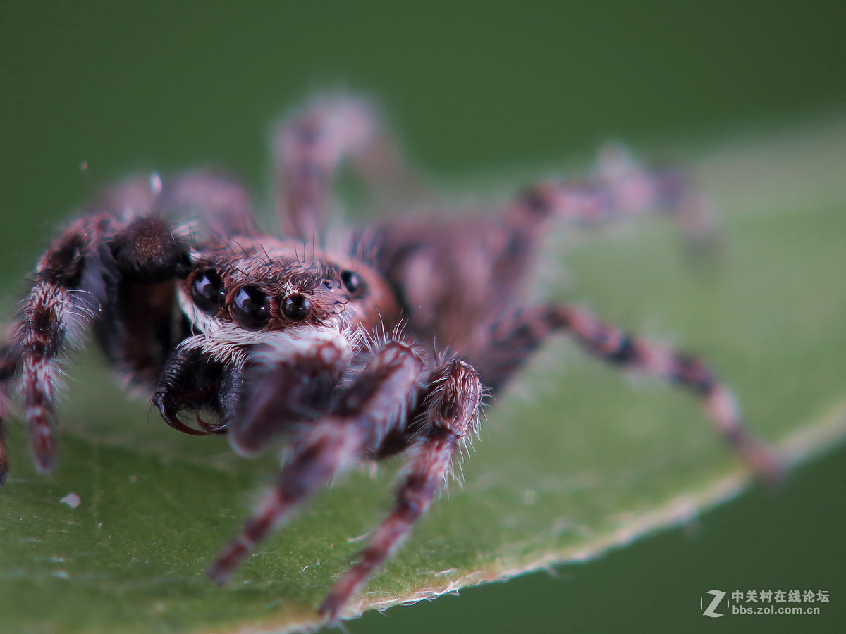 通体长毛的跳蛛
