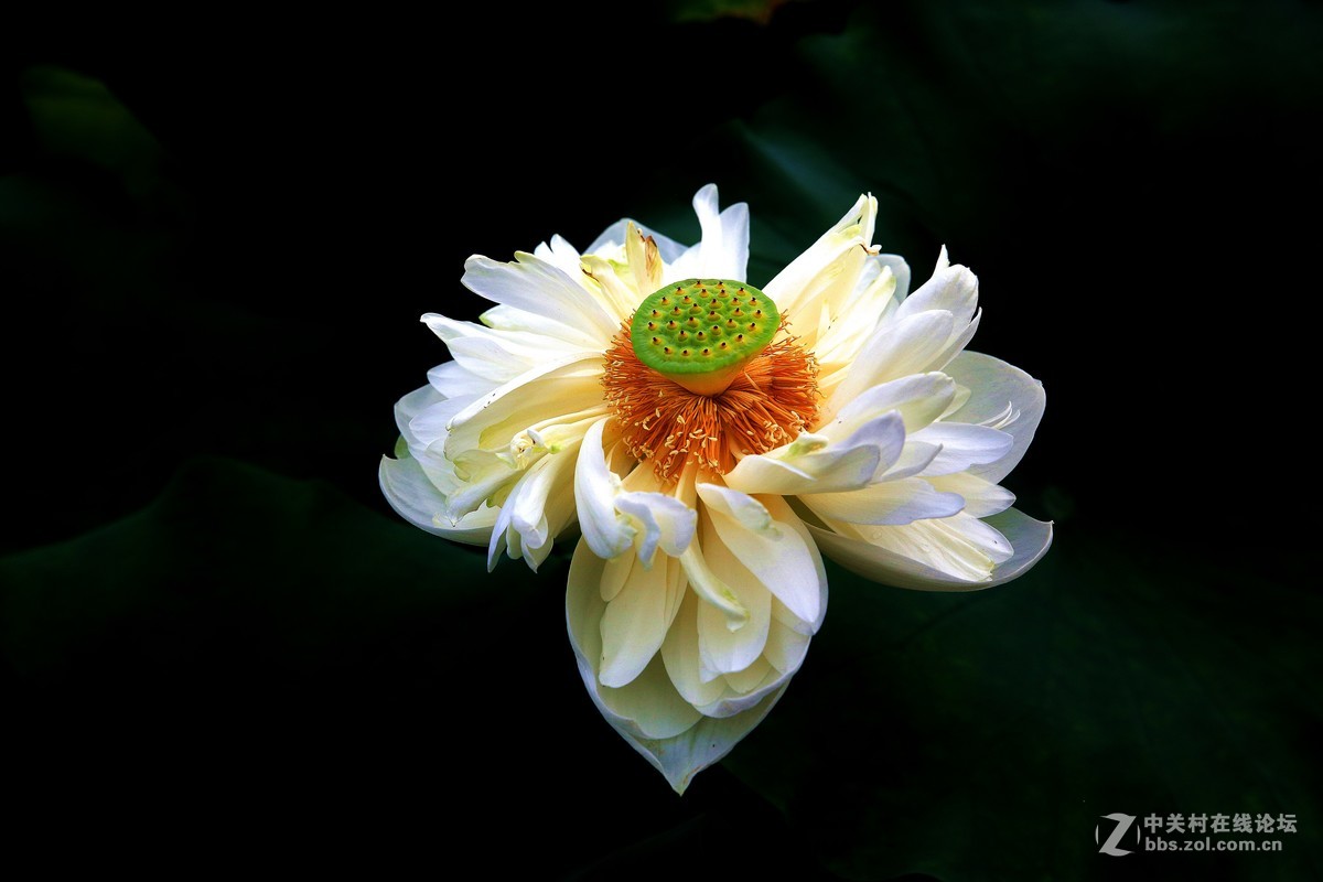荷花----拍摄于衡水湖
