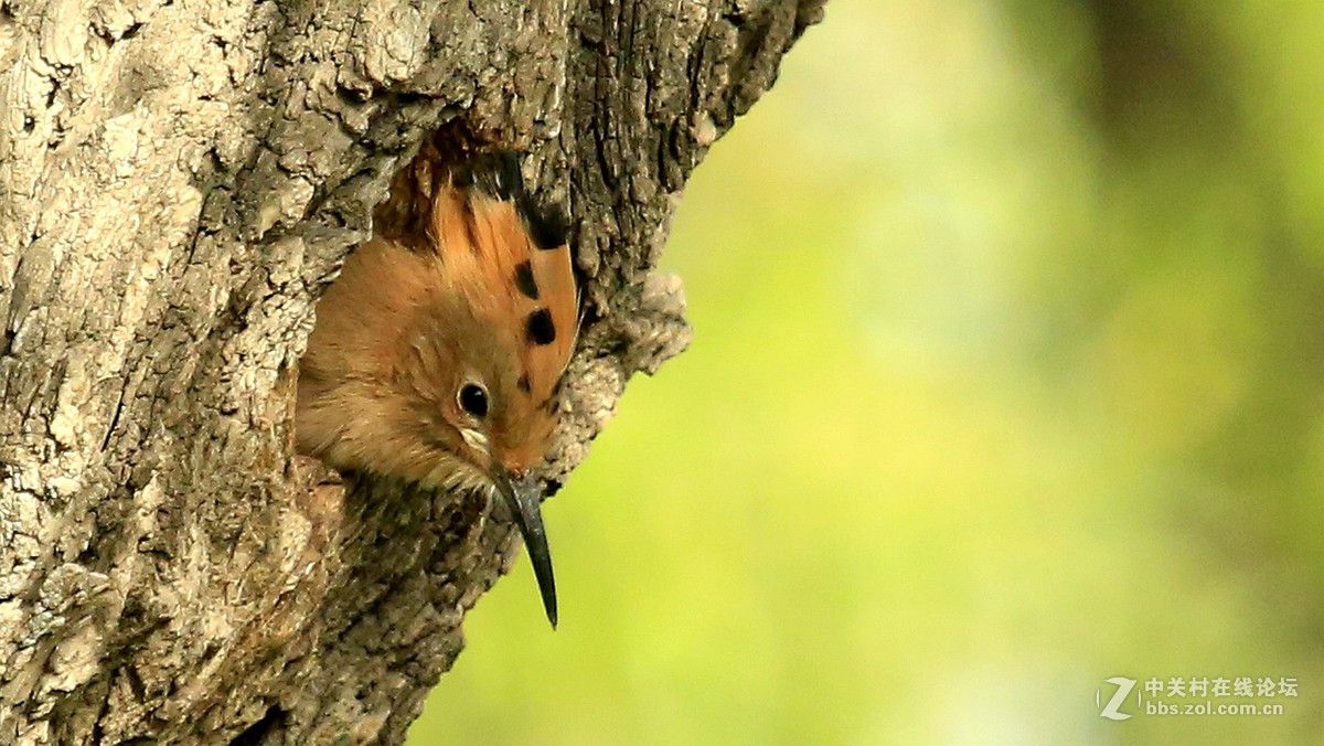 五月戴胜育雏忙