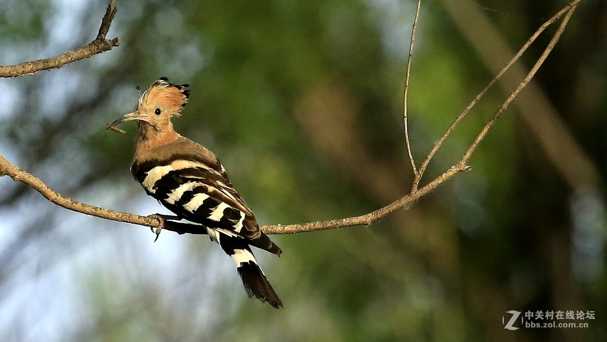五月戴胜育雏忙