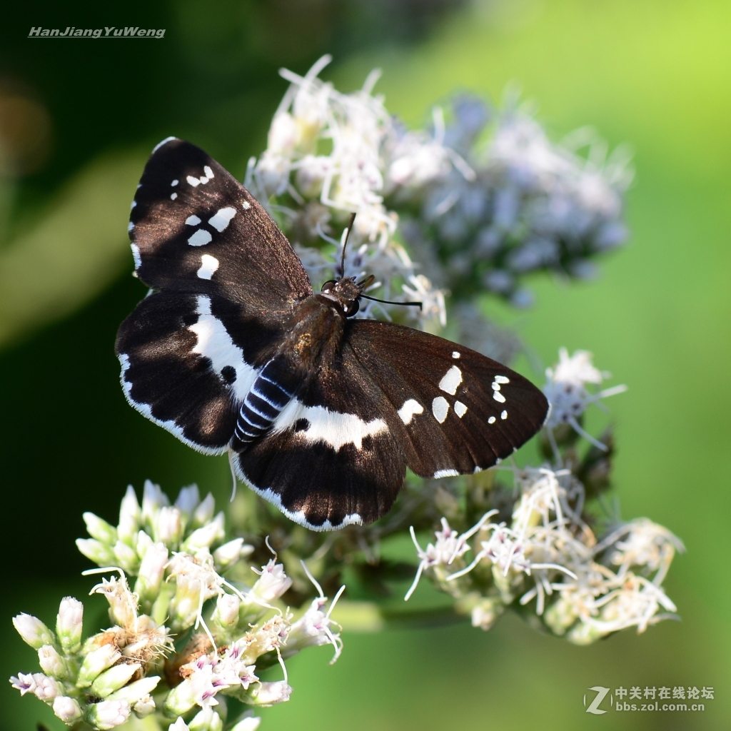 白头婆上的黑弄蝶