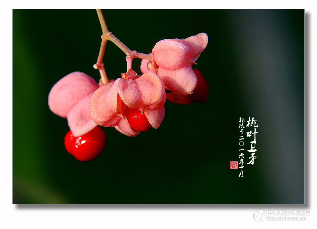 【 秋天的“桃叶卫矛”   】——是果，不是花