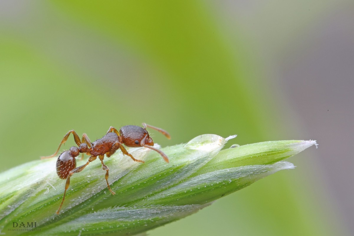 微距下的小蚂蚁