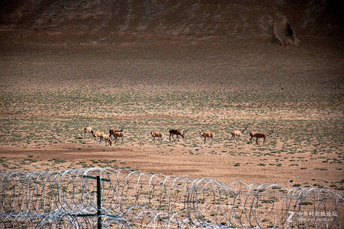 2018夏 川新藏（175）阿克赛钦藏羚羊