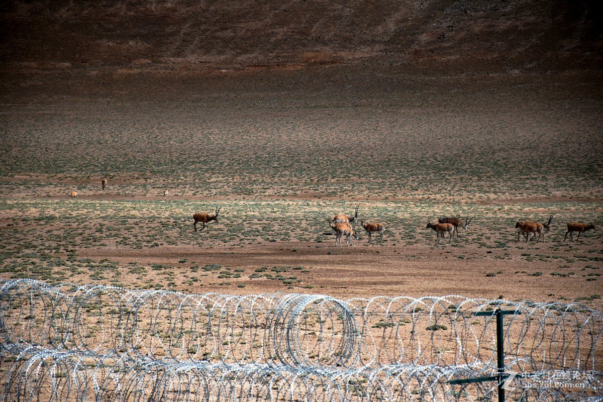 2018夏 川新藏（175）阿克赛钦藏羚羊