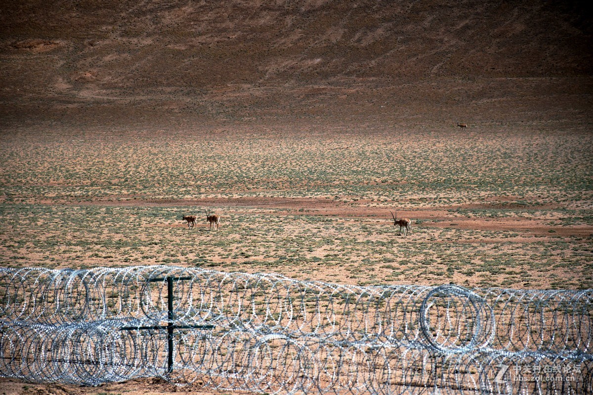 2018夏 川新藏（175）阿克赛钦藏羚羊