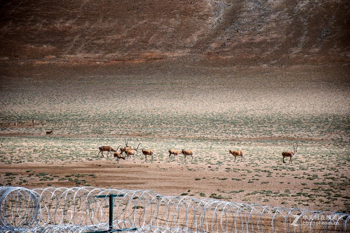 2018夏 川新藏（175）阿克赛钦藏羚羊