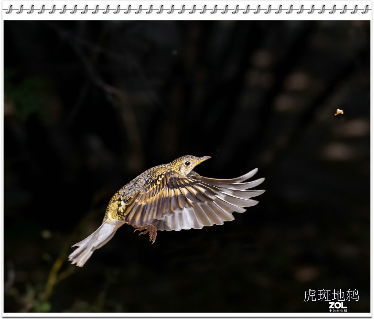 几幅D750拍的虎斑地鸫鸟