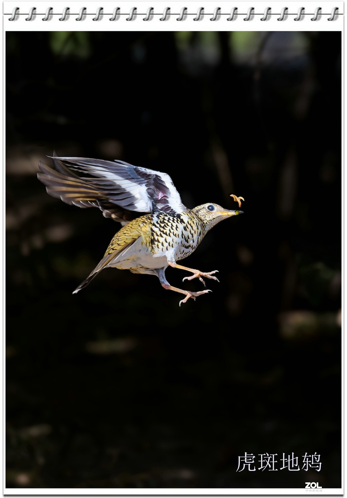 几幅D750拍的虎斑地鸫鸟