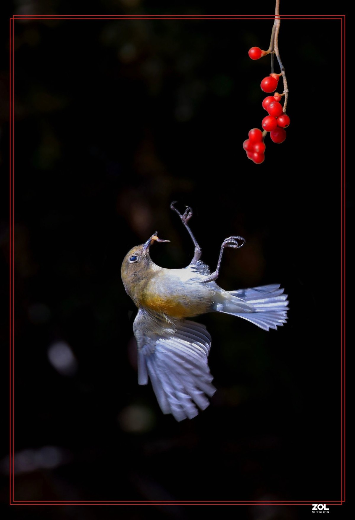 几幅D750拍的红胁蓝尾鸟
