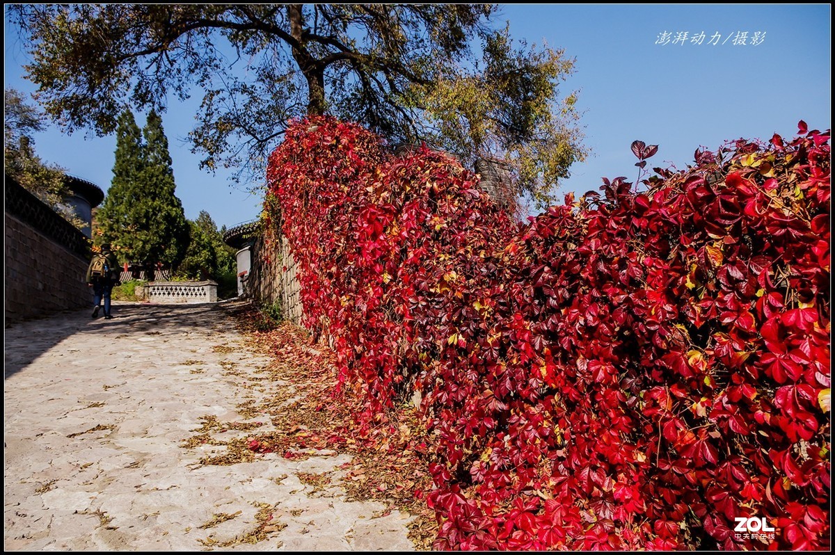 #ZOL月赛晒秋# 居庸叠翠私语秋色 八