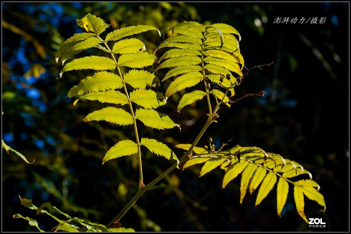 #ZOL月赛晒秋# 金色圆明园之浓墨重彩 一