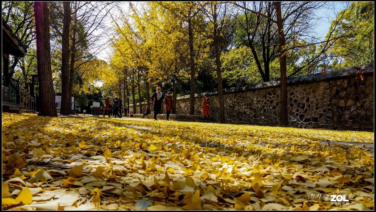 #ZOL月赛晒秋# 金色圆明园之浓墨重彩 一