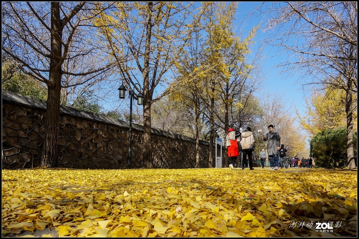 #ZOL月赛晒秋# 金色圆明园之浓墨重彩 一