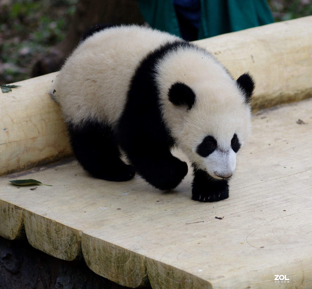 半岁的熊猫幼崽