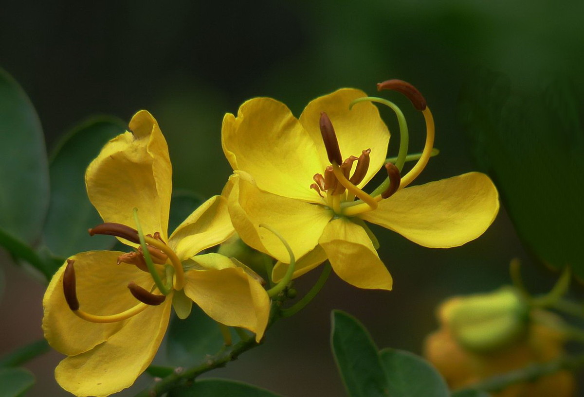 金色的黄槐花