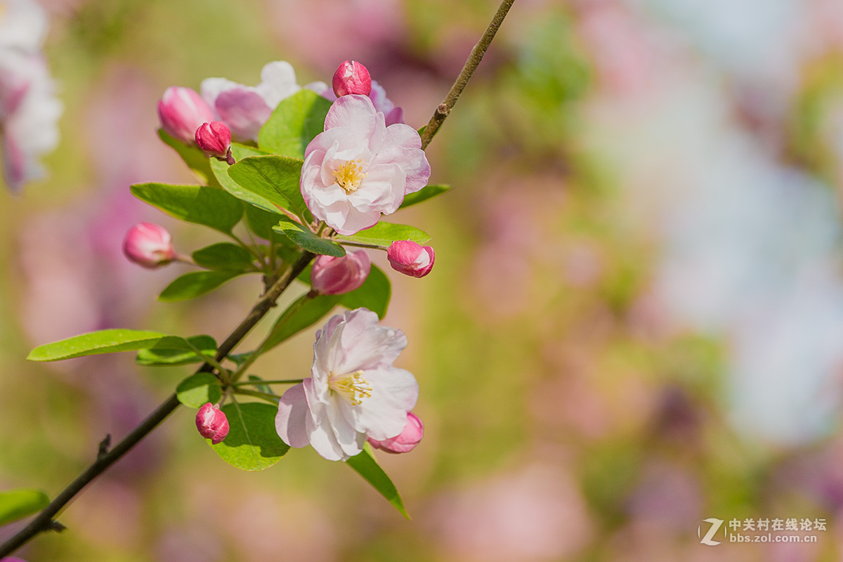 海棠花开3