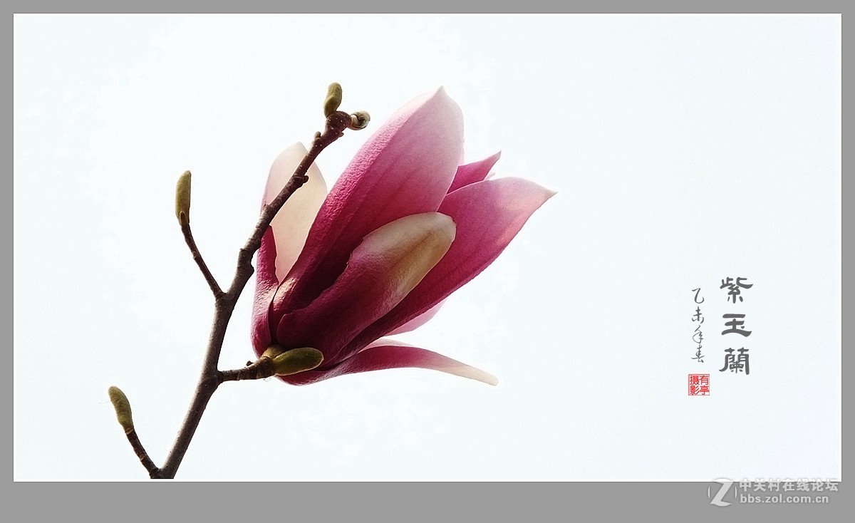 紫玉兰(2015)-恭贺“山野上”荣任版主！