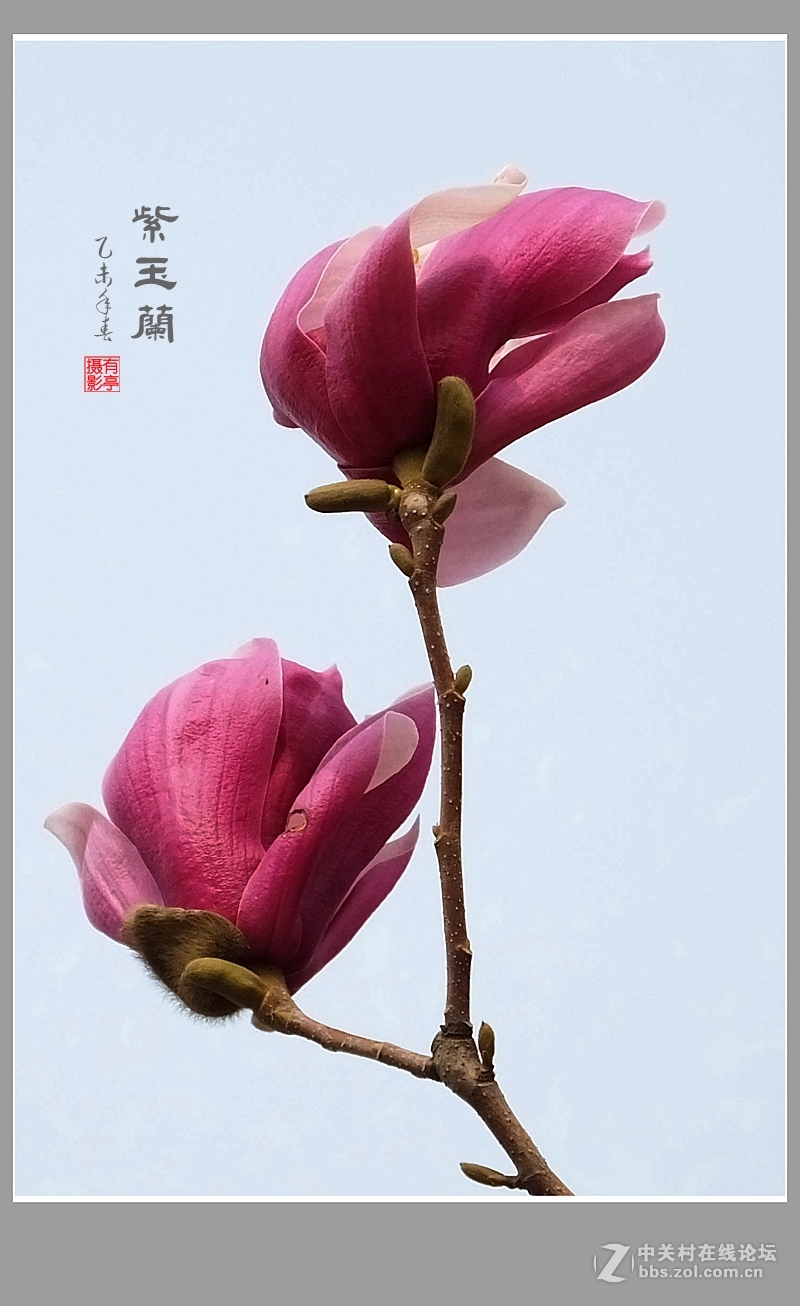 紫玉兰(2015)-恭贺“山野上”荣任版主！