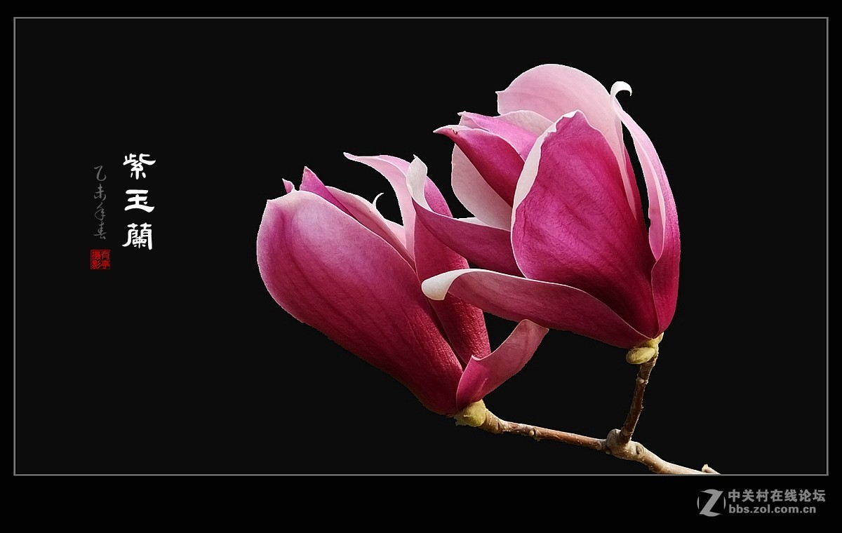 紫玉兰(2015)-恭贺“山野上”荣任版主！