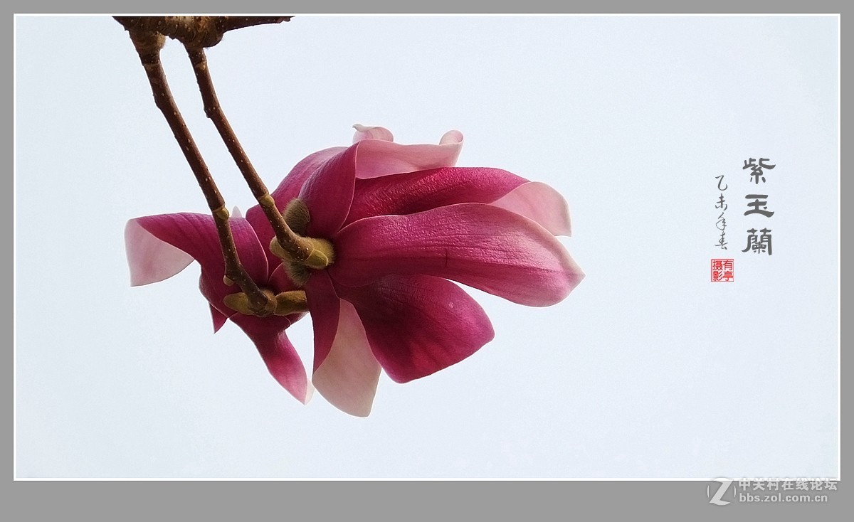 紫玉兰(2015)-恭贺“山野上”荣任版主！