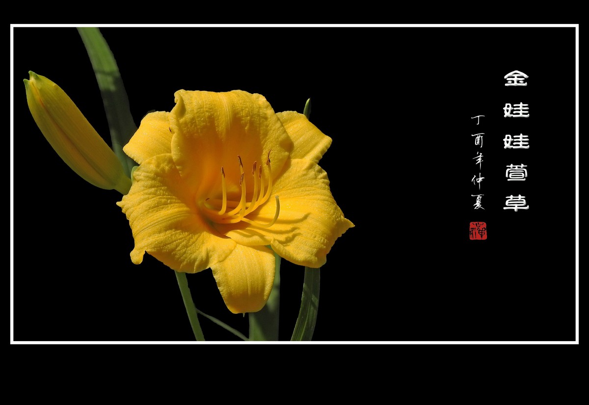 漂亮的金娃娃萱草花