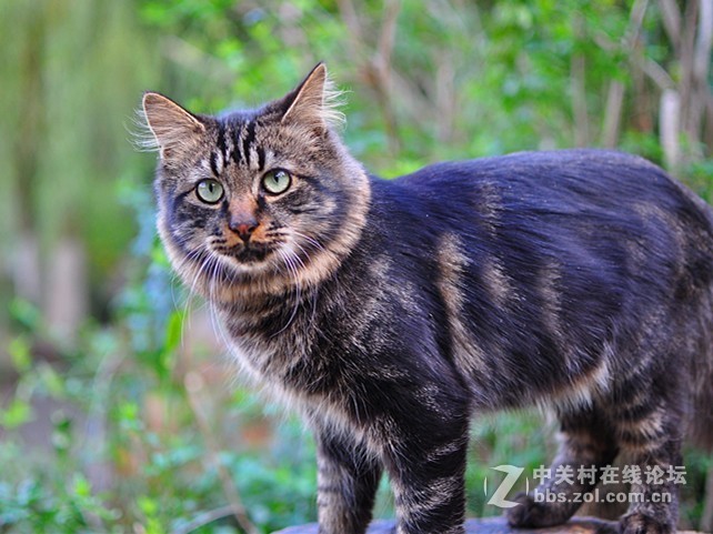 小花猫