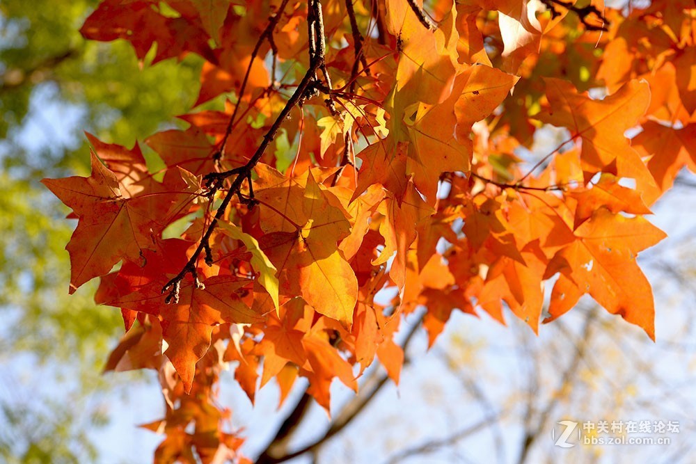 秋天的紅葉