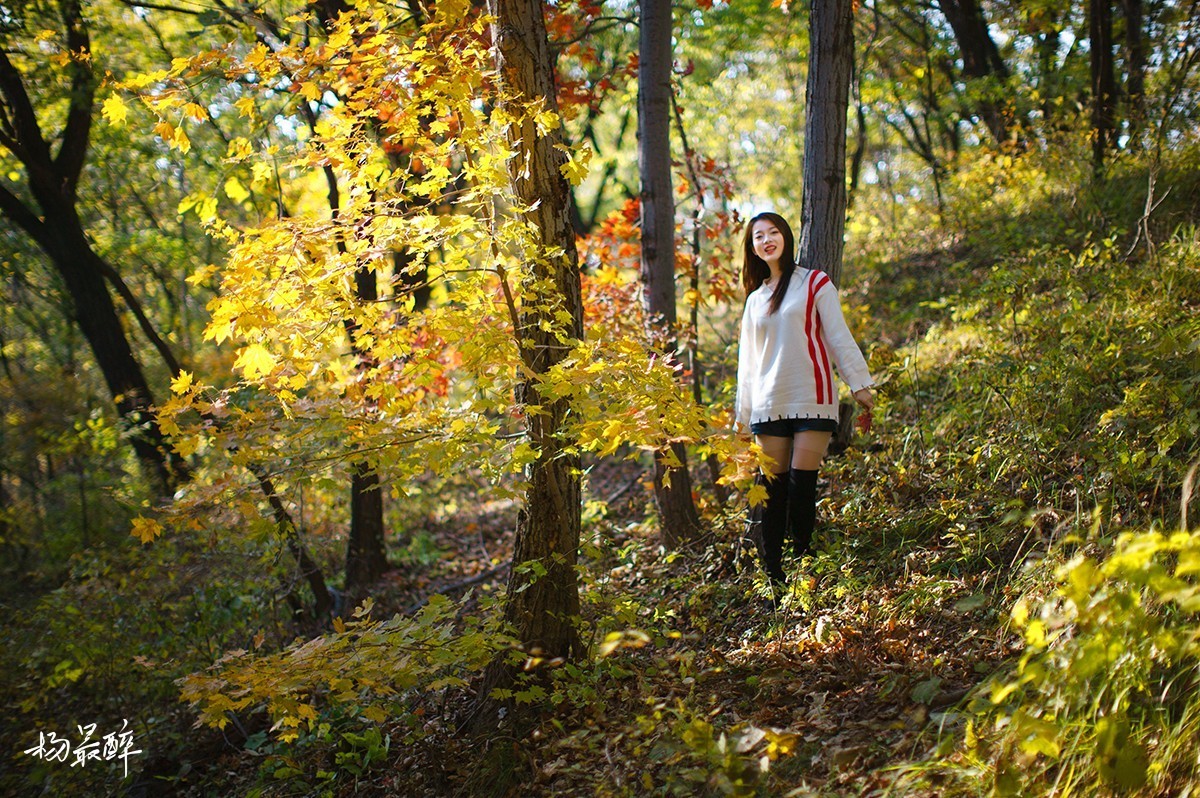 醉枫绵绵——杨最醉