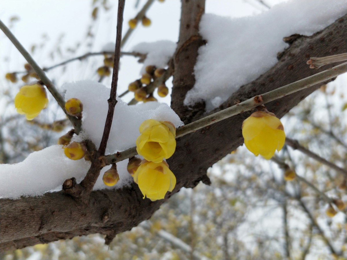 踏雪寻梅兴庆宫