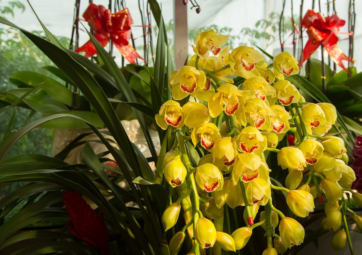 2018-02-16恭贺新禧