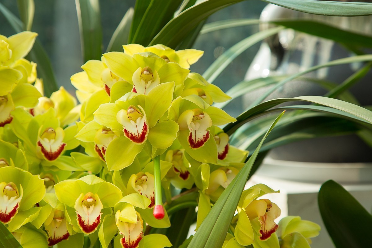 2018-02-16恭贺新禧